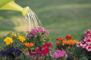 watering-flowers